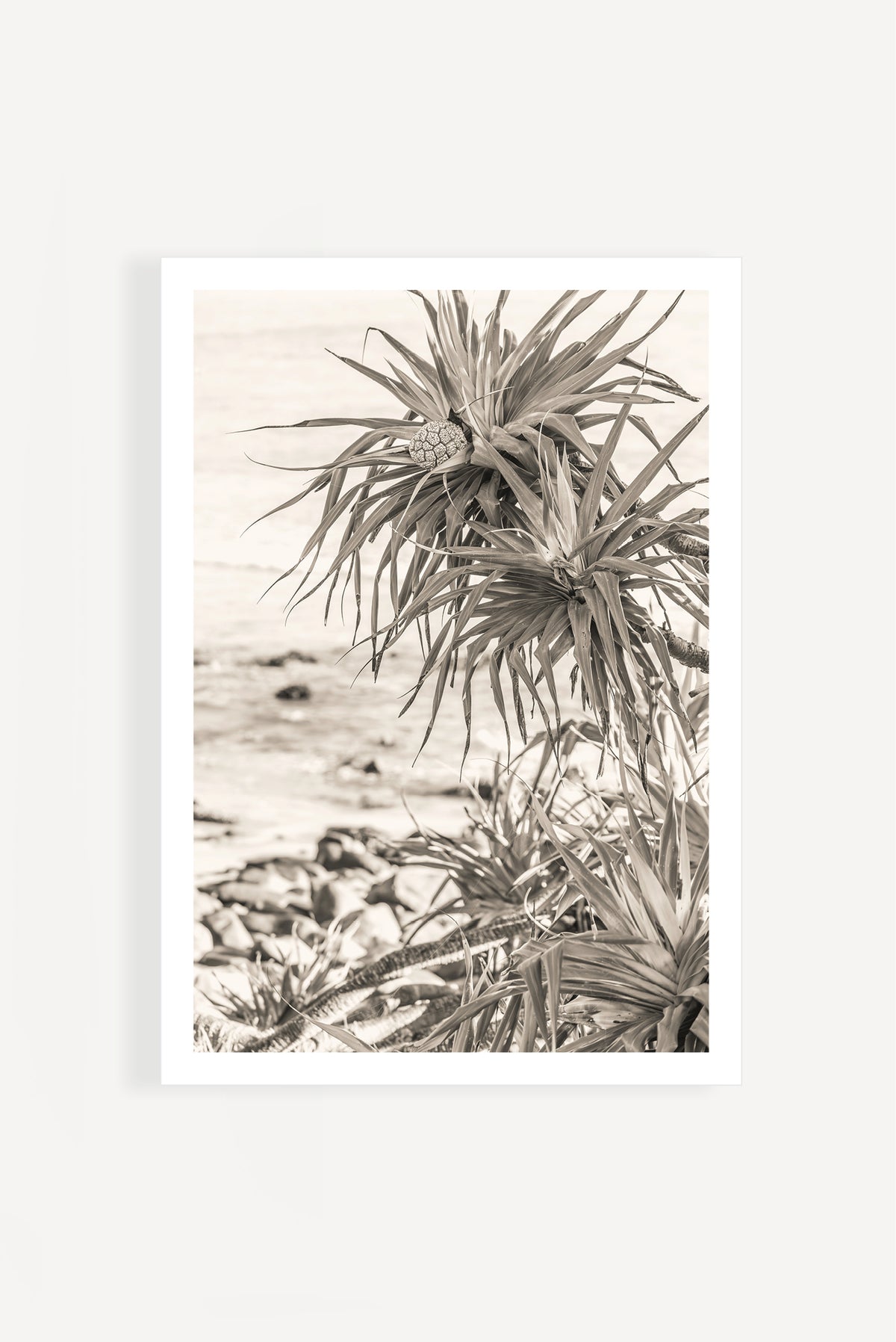 Pandanus at Crescent
