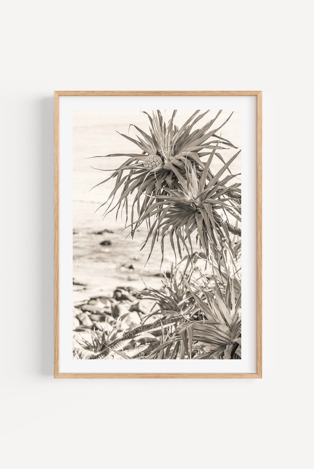 Pandanus at Crescent