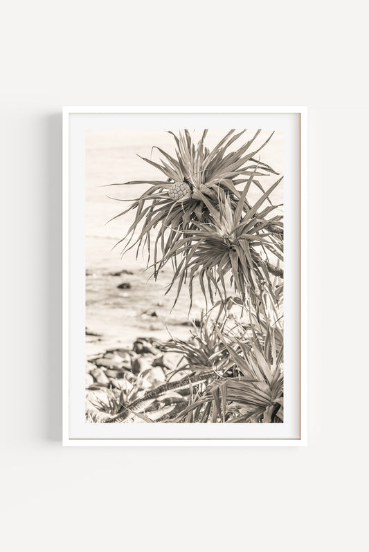 Pandanus at Crescent