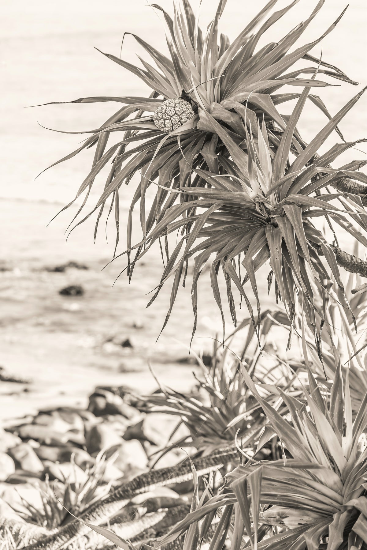 Pandanus at Crescent
